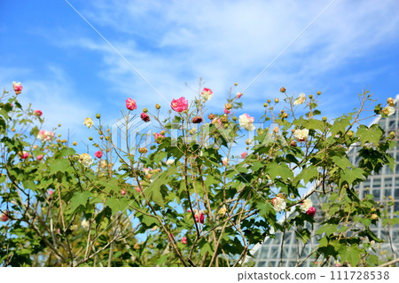 Swiftfish花 111728538