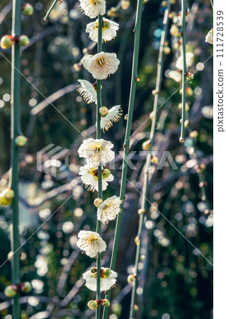 2月12日，日本京都伏見城南宮正值垂梅季。 111728539