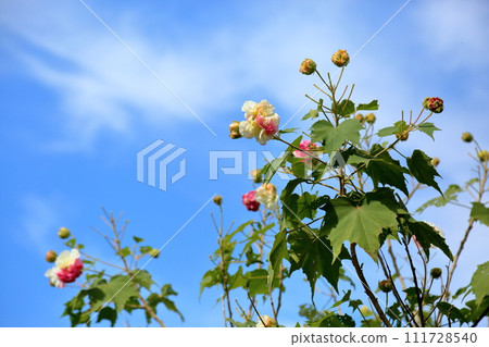 Swiftfish花 111728540