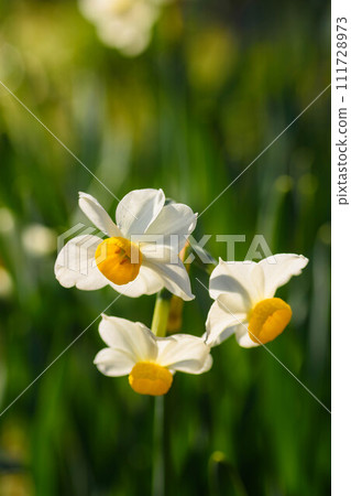 早春花水仙花 111728973