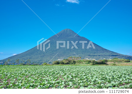 【農業用地與開聞岳】拍攝地點:鹿兒島縣指宿市開門川尻 【農業用地與開聞岳】拍攝地點:鹿兒島縣指宿市開門川尻 111729074