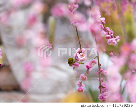 懸垂的梅花和梅佐 111729229