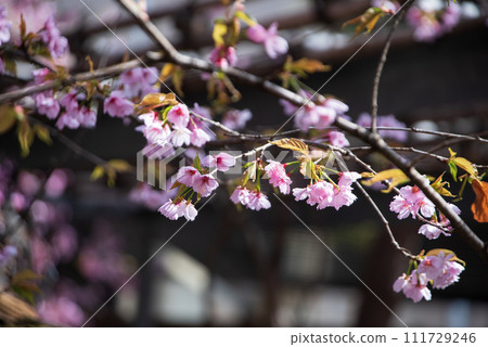 Cherry blossoms and buds 111729246