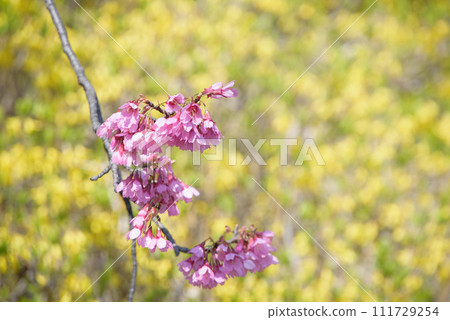 受歡快的春天的邀請 111729254