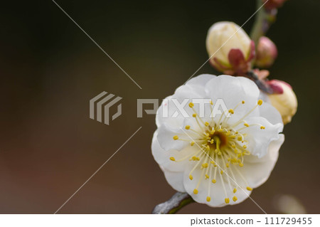 Early spring scent of plum blossoms 111729455