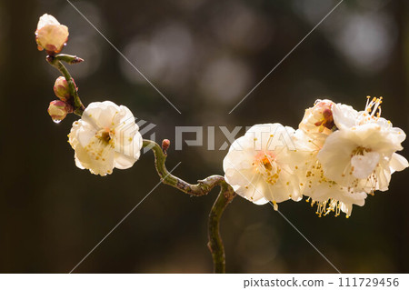 Early spring scent of plum blossoms 111729456