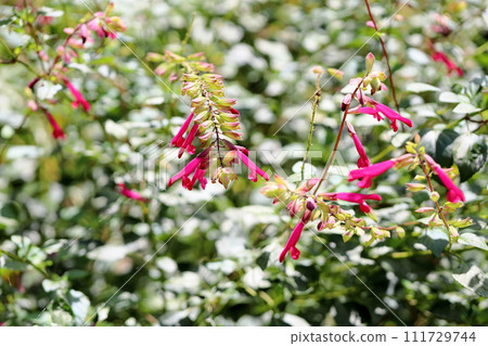 丹參花櫻桃感 111729744