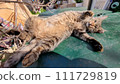 Sleeping Cute Cat. Quality photo 111729819