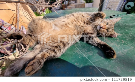 Sleeping Cute Cat. Quality photo 111729819