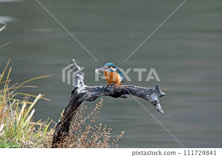 A kingfisher perch with food in its mouth. 111729841