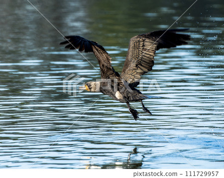 Cormorant flying by the water 111729957