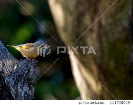 綠翅雀棲息在樹上,複製空間 綠翅雀棲息在樹上,複製空間 111730069