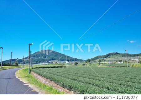 [Chiran tea fields spread out all over] Eicho-gun, Minamikyushu City, Kagoshima Prefecture 111730077
