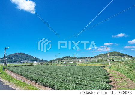 [Chiran tea fields spread out all over] Eicho-gun, Minamikyushu City, Kagoshima Prefecture 111730078