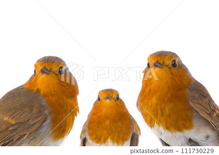 Robins isolated on white background Robins isolated on white background 111730229