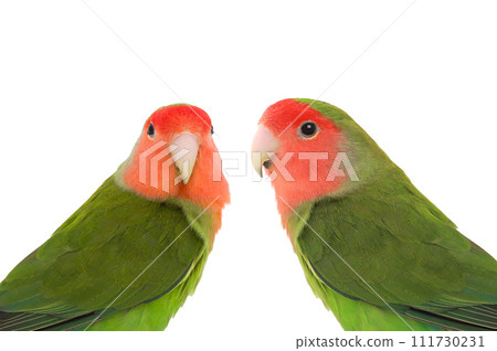 lovebirds isolated on white background 111730231