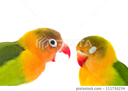 calm and anger concept shot of Fisher parrots isolated on white background 111730234