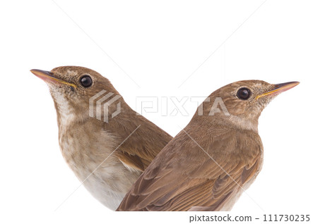 nightingale isolated on white background nightingale isolated on white background 111730235