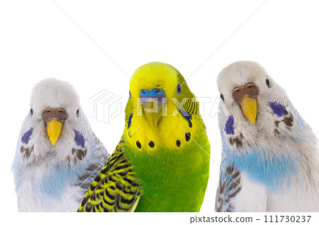 Australian budgerigar isolated on a white background Australian budgerigar isolated on a white background 111730237