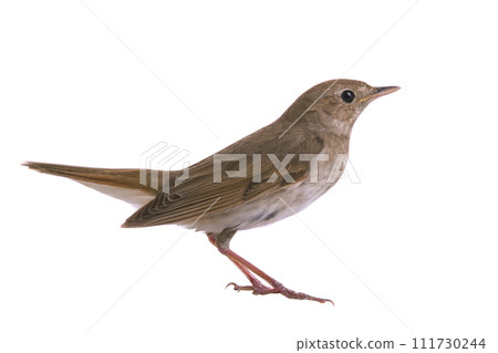 nightingale isolated on white background 111730244