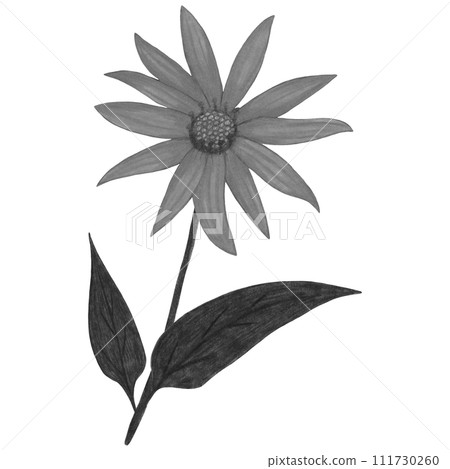 Hand Drawn Black and White Topinambur with Leaves Isolated on White Background. 111730260