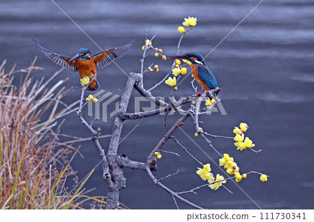 A male kingfisher (left) and a female kingfisher perch on a wax plum tree. A male kingfisher (left) and a female kingfisher perch on a wax plum tree. 111730341