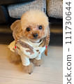 Toy poodle in clothes 111730644