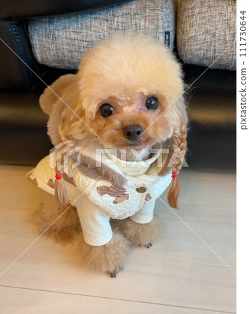 在衣服的玩具獅子狗 111730644