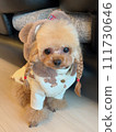 Toy poodle in clothes 111730646