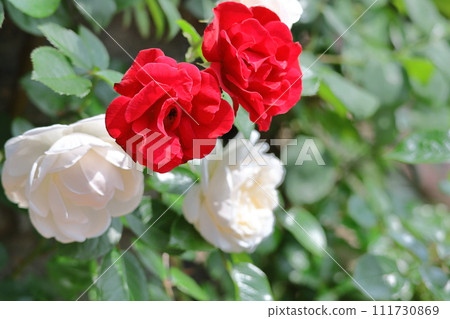 Queen of flowers 111730869