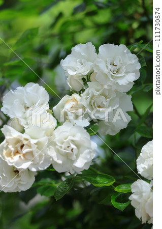 Queen of flowers 111730874