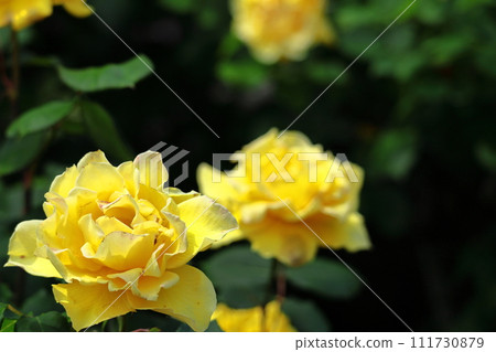 Queen of flowers 111730879