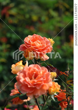 花的女王 111730977