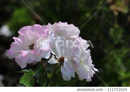 Queen of flowers Queen of flowers 111731024
