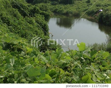 一個池塘 111731040