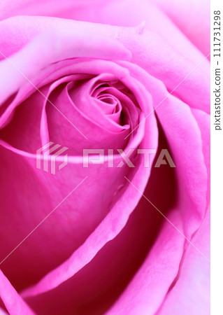 Queen of flowers 111731298