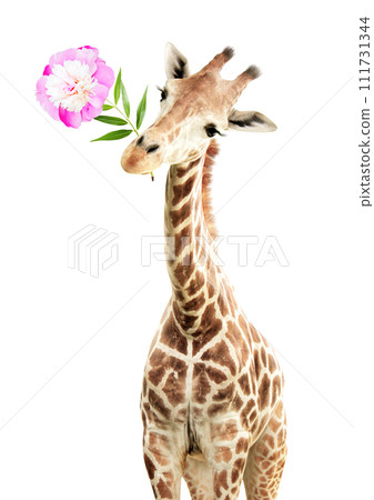 Giraffe face head hanging upside down. Curious gute giraffe with flower peeks from above. Gift for you concept. Funny giraffe with a flower in its mouth. Isolated on white background 111731344