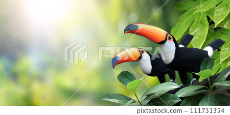 Horizontal banner with two beautiful colorful toucan birds (Ramphastidae) on a branch in a rainforest. Couple of toucan bird and leaves of tropical plants on sunny background 111731354