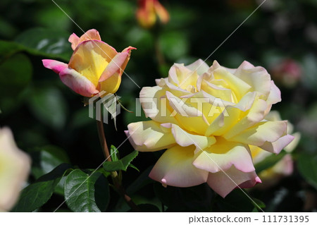 花的女王 花的女王 111731395