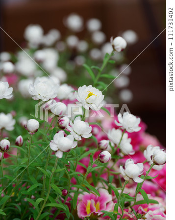 可愛的花 kanzashi 可愛的花 kanzashi 111731402
