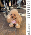 Teacup poodle waiting at the cafe 111731404