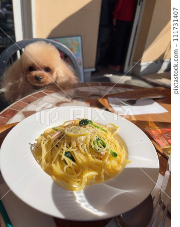 咖啡館裡的玩具貴賓犬 111731407