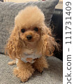 toy poodle  111731409