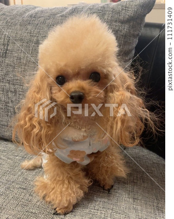玩具貴賓犬 111731409