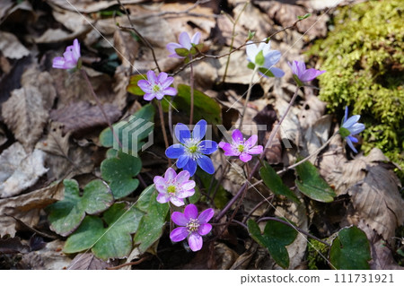 里山森林中盛開的雪割草花，背景中陽光透過樹木Ver1 111731921