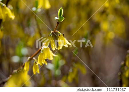 黃花 黃花 111731987