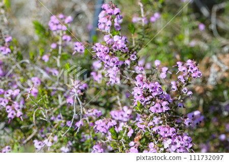 艾莉卡 (Janome Erica Heath) 111732097