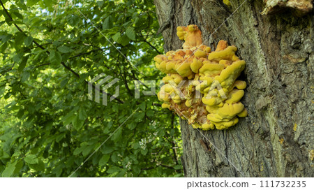 yellow tinder mushroom growing on a tree trunk close up yellow tinder mushroom growing on a tree trunk close up 111732235