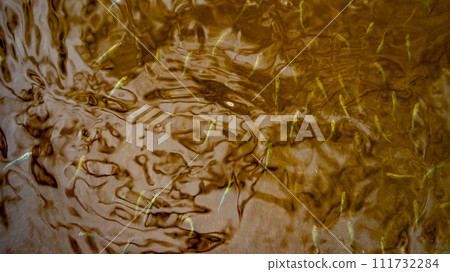 fish fry in dark brown water, texture backgrounds 111732284