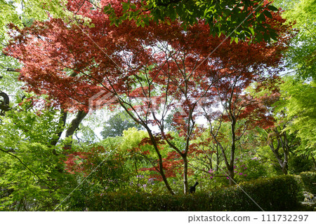 Fresh greenery of Jojakkoji Temple, Murata maple in the grounds, Saga, Ukyo Ward, Kyoto City Fresh greenery of Jojakkoji Temple, Murata maple in the grounds, Saga, Ukyo Ward, Kyoto City 111732297